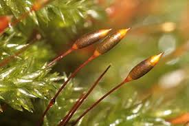 Attēlu rezultāti vaicājumam “Isothecium alopecuroides”