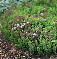 Image result for Origanum vulgare