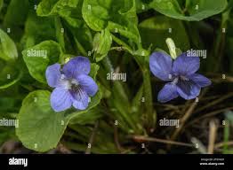 Attēlu rezultāti vaicājumam “Viola mirabilis”
