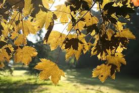 Attēlu rezultāti vaicājumam “Acer pseudoplatanus fo. purpurascens flower”