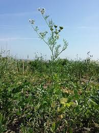 Image result for Koriander