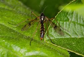 Attēlu rezultāti vaicājumam “Ptychoptera sp. female”