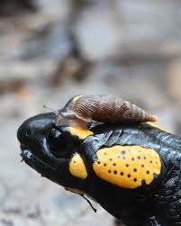 Attēlu rezultāti vaicājumam “Lamproderma debile macro”