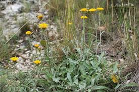 Image result for Inula hirta