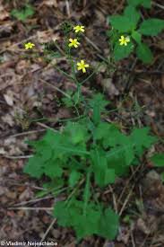 Attēlu rezultāti vaicājumam “Mycelis muralis”