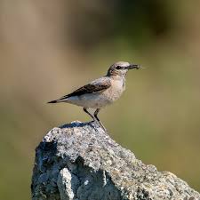 Attēlu rezultāti vaicājumam “Oenanthe oenanthe juvenile”