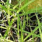 Attēlu rezultāti vaicājumam “Eriophorum latifolium fruit”