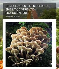 Attēlu rezultāti vaicājumam “Pseudocraterellus”