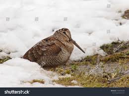 Attēlu rezultāti vaicājumam “Scolopax rusticola”