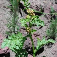 Attēlu rezultāti vaicājumam “Rorippa amphibia fruit”