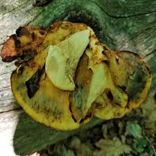 Attēlu rezultāti vaicājumam “Buglossoporus quercinus”