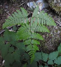 Attēlu rezultāti vaicājumam “Gymnocarpium robertianum”