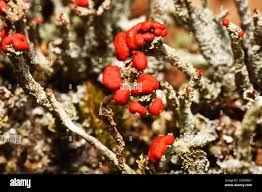 Attēlu rezultāti vaicājumam “Cladonia coccifera”