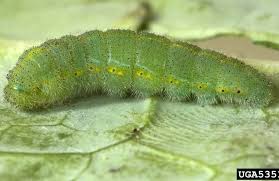 Attēlu rezultāti vaicājumam “Pieris rapae larva”