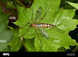 Attēlu rezultāti vaicājumam “Ptychoptera sp. female”