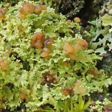 Attēlu rezultāti vaicājumam “Cladonia caespiticia”