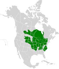 Image result for Moxostoma macrolepidotum