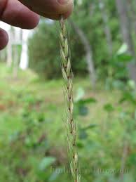 Attēlu rezultāti vaicājumam “Elymus caninus”