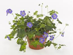 Attēlu rezultāti vaicājumam “Geranium palustre leaf”