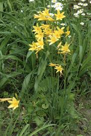 Attēlu rezultāti vaicājumam “Hemerocallis lilioasphodelus”