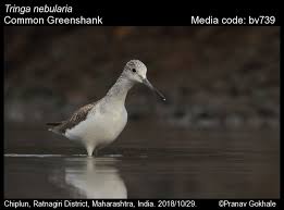 Attēlu rezultāti vaicājumam “Tringa nebularia adult”