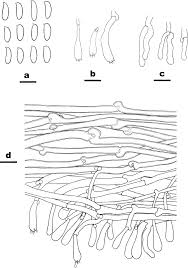 Attēlu rezultāti vaicājumam “Anomoporia bombycina”