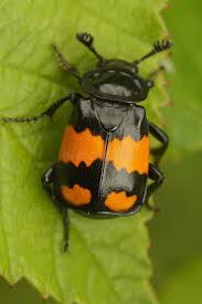 Attēlu rezultāti vaicājumam “Nicrophorus vespilloides”