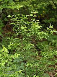 Attēlu rezultāti vaicājumam “Euonymus verrucosus”