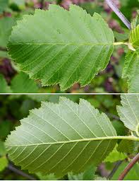 Attēlu rezultāti vaicājumam “Alnus incana leaf”