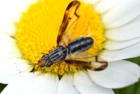 Attēlu rezultāti vaicājumam “Tetanops myopina”