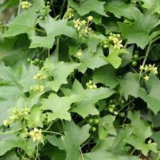 Attēlu rezultāti vaicājumam “Bryonia alba leaf”