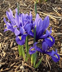 Attēlu rezultāti vaicājumam “Iris reticulata”