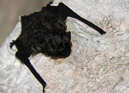 Attēlu rezultāti vaicājumam “Eptesicus nilssonii”