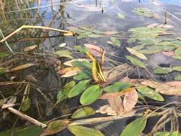 Attēlu rezultāti vaicājumam “Potamogeton lucens leaf”
