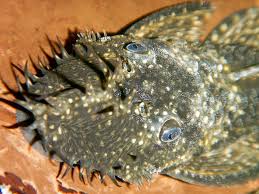 Image result for Gadus macrocephalus