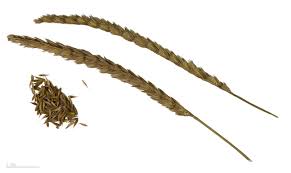 Attēlu rezultāti vaicājumam “Cynosurus cristatus fruit”