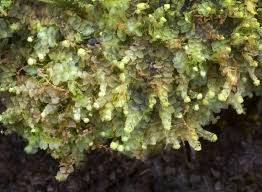 Attēlu rezultāti vaicājumam “Calypogeia integristipula”