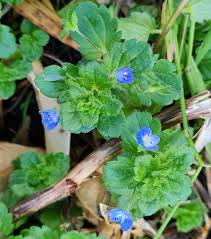 Attēlu rezultāti vaicājumam “Veronica persica leaf”