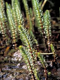 Attēlu rezultāti vaicājumam “Hippuridaceae”