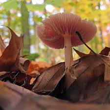 Attēlu rezultāti vaicājumam “Mycena rosella”