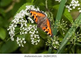 Attēlu rezultāti vaicājumam “Aglais urticae”