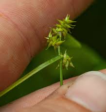 Attēlu rezultāti vaicājumam “Carex echinata”