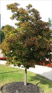 Attēlu rezultāti vaicājumam “Sorbus alnifolia”