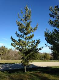 Attēlu rezultāti vaicājumam “Pinus peuce”