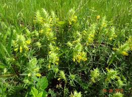 Attēlu rezultāti vaicājumam “Melampyrum cristatum leaf”