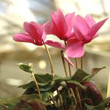 Image result for Cyclamen persicum