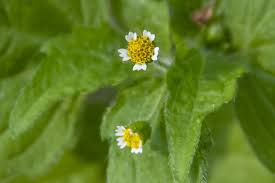 Attēlu rezultāti vaicājumam “Galinsoga quadriradiata leaf”
