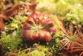 Attēlu rezultāti vaicājumam “Arrhenia spatulata”