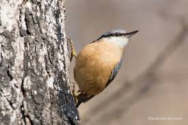 Image result for Sitta europaea