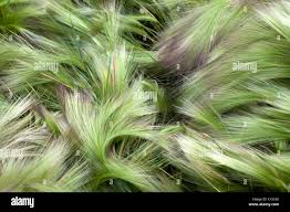 Attēlu rezultāti vaicājumam “Hordeum jubatum”